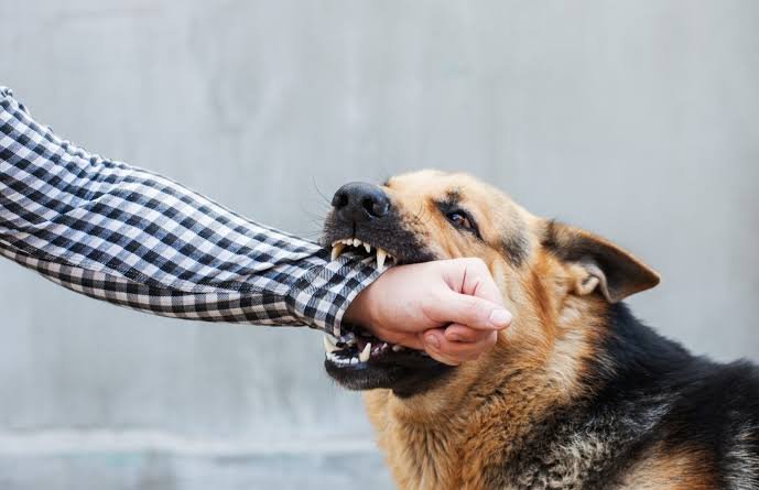 Dog Bite